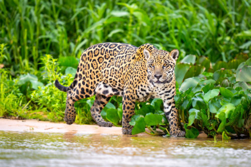 Jaguar Hunting Along the Shores of the Pantanal Rivers Photography Workshop