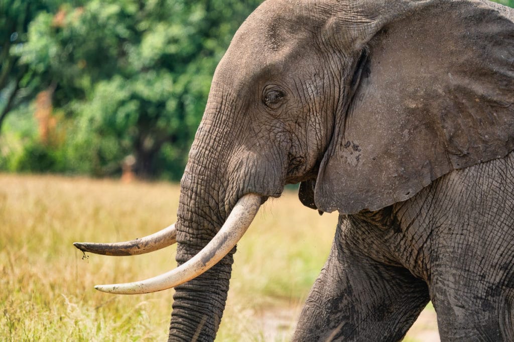 African Elephant in Queen Elizabeth National Park Uganda Photo Safari