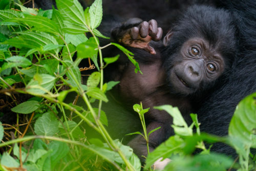 Infant Silverback Gorilla with his Mom in Uganda Photo Safari