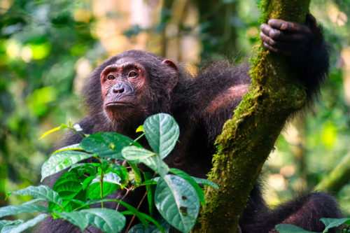 A Chimpanzee Climbing a tree in the Kibale National Park in Uganda Photo Safari