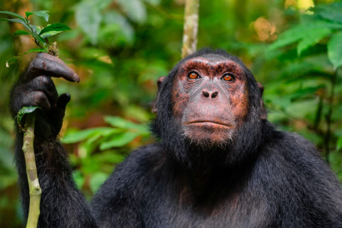 Chimpanzee Looking for Troop Uganda Photo Safari