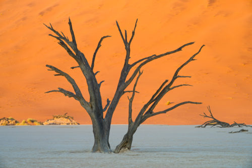 Deadvlei Trees at Sunrise in Namibia Photography Workshop Adventure