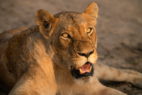 A female lion looking into Sunset on a Namibia Photography Adventure Workshop