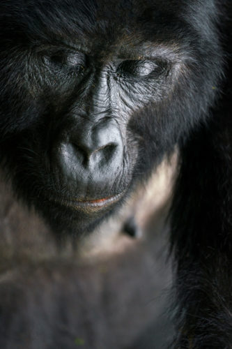 Female Silverback Gorilla Closing Her Eyes Uganda Photo Safari