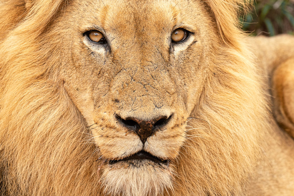 Male Lion Portrait in Namibia Photography Workshop Adventure