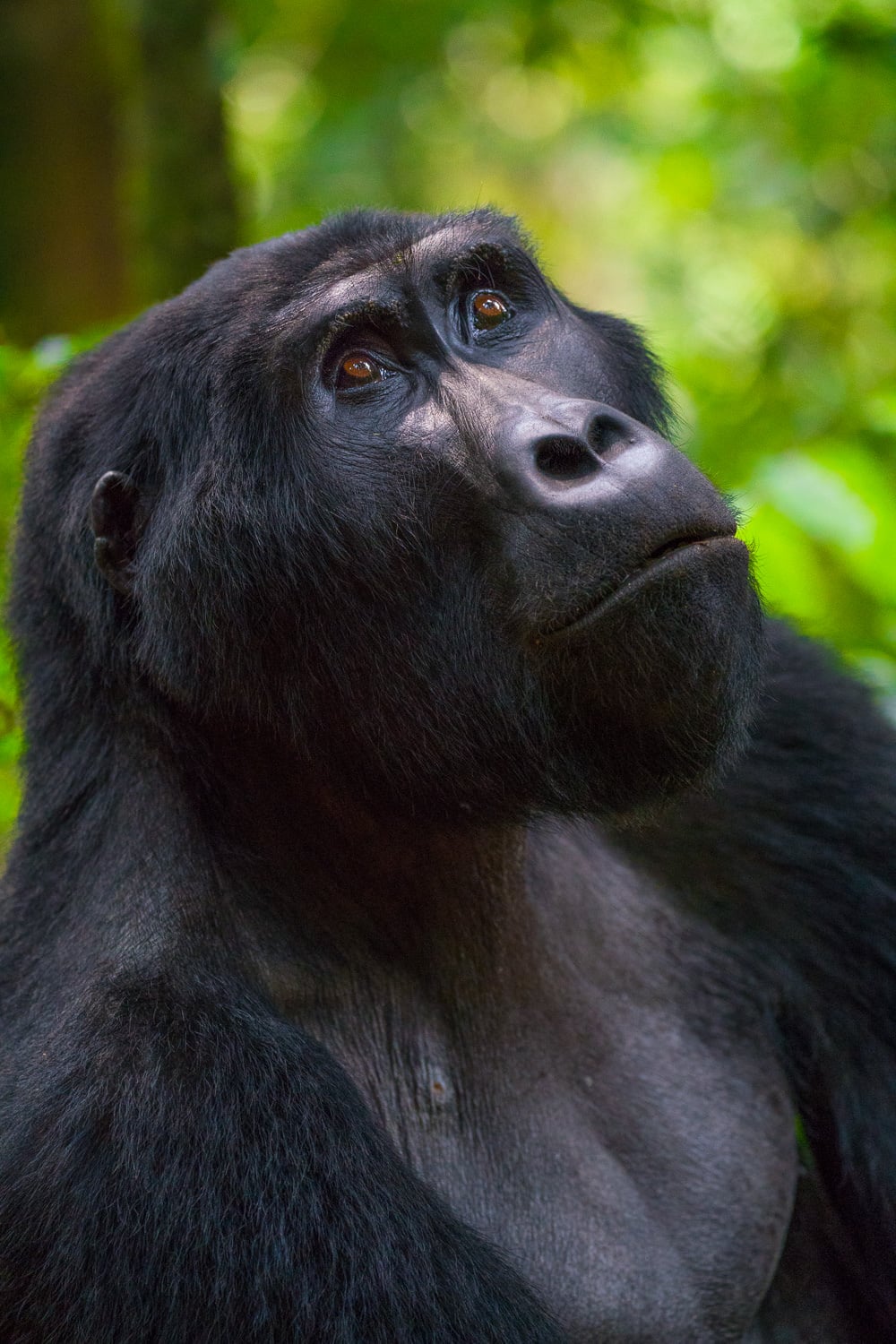 A Sub Adult Male Silverback Gorilla in Uganda Photo Safari with Colby Brown Photography