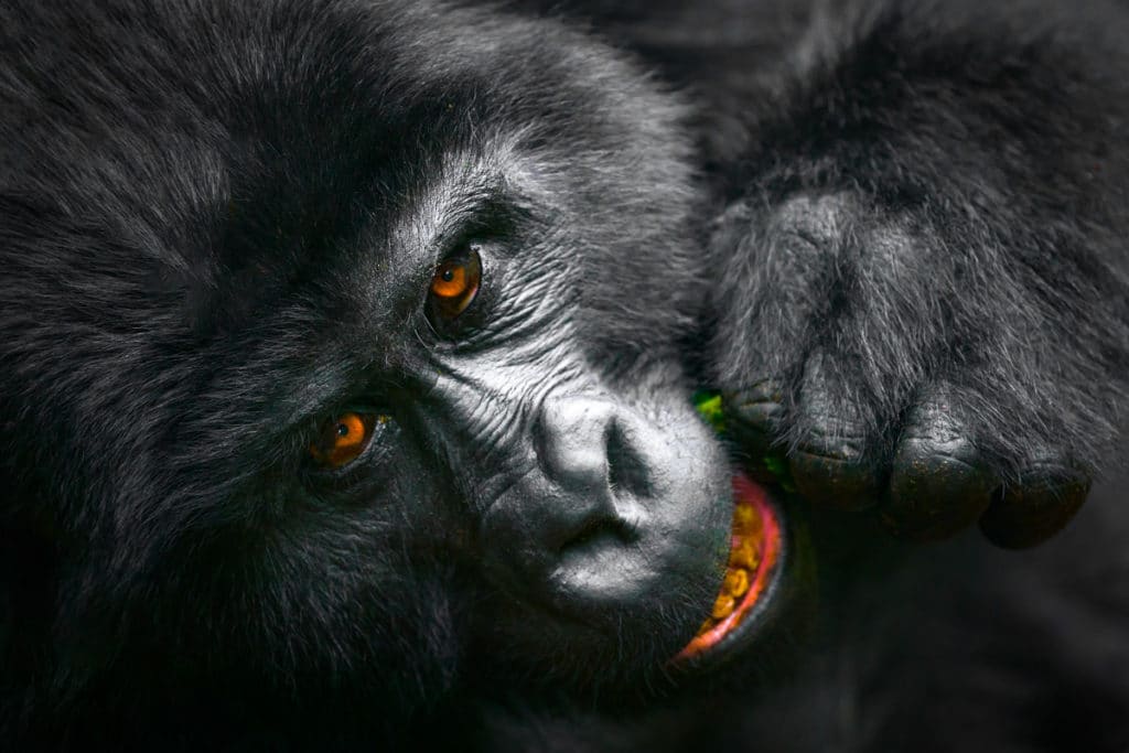 Silverback-Gorilla-Eating-Uganda-Photo-Safari