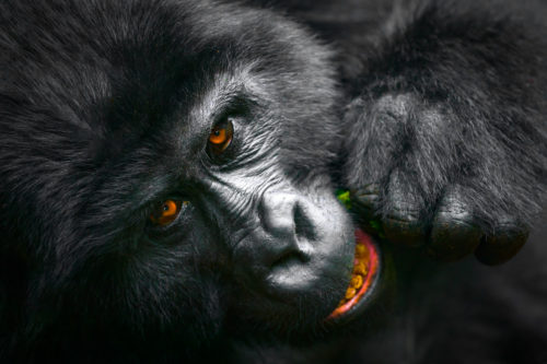 Silverback Gorilla Eating in Uganda Photo Safari