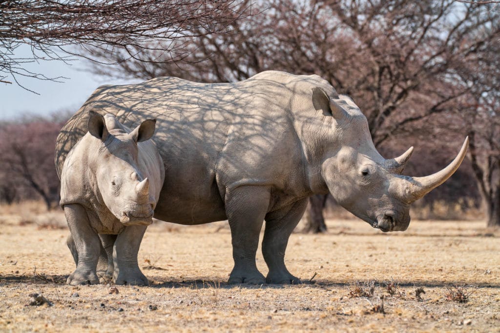 Mama Southern White Rhino with Baby Namibia Photography Adventure Workshop
