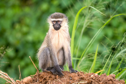 A small vervet monkey in Uganda Photo Safari