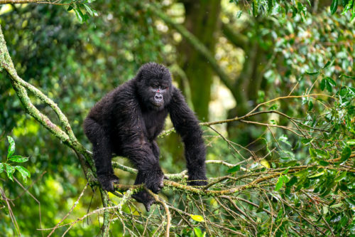 Silverback Gorilla climbing trees in Bwindi National Park Uganda Photo Safari