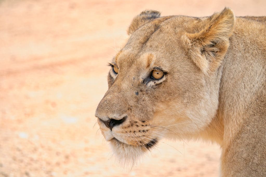 Lioness in Uganda Photo Safari