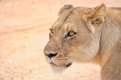 Lioness in Uganda Photo Safari