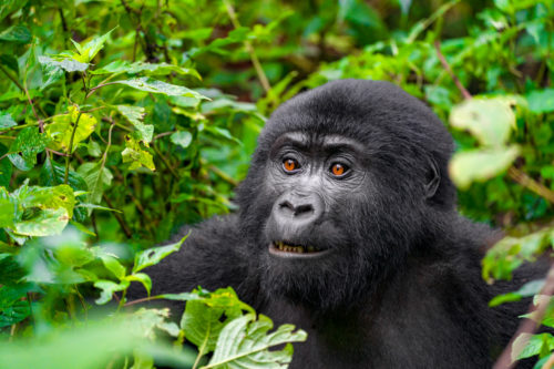 Uganda Photo Safari Silverback Gorilla