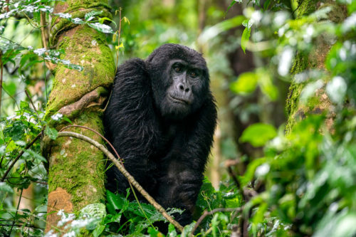 Silverback Gorilla climbing trees in Bwindi National Park Uganda Photo Safari