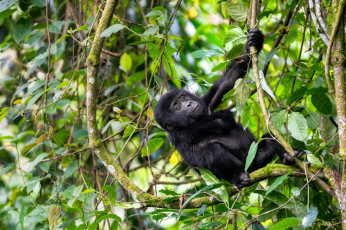 Young Silverback Gorilla Uganda Photo Safari Bwindi