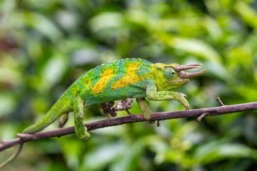 Three Horned Chameleon - Uganda Photo Safari