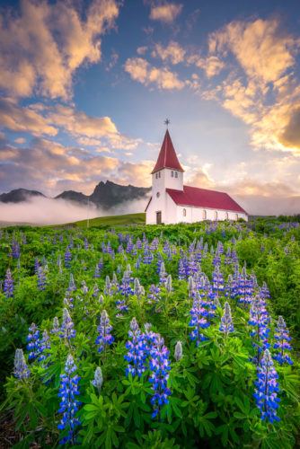Iceland Photography Workshop Vik Lupine Sunrise with Colby Brown Photography