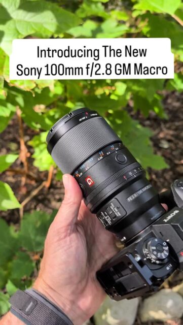 This morning Sony announced the brand new 100mm f/2.8 GM Macro lens. I have been using this lens for close to two weeks now and I am super impressed with it for macro wildlife photography. It will absolutely be replacing my 90mm Macro!

Here are a few highlights...
- First GM macro from Sony with insane optical quality 
- Has a native macro magnification of 1.4x
- Works with both the 1.4 & 2x TC to expand your magnification options
- Significantly faster AF because of the newer 4x liner Motors vs the 90mm
- Kept the slide clutch for M/AF over-ride

Let me know of any questions you might have!

#sonyambassador #sonyartisan