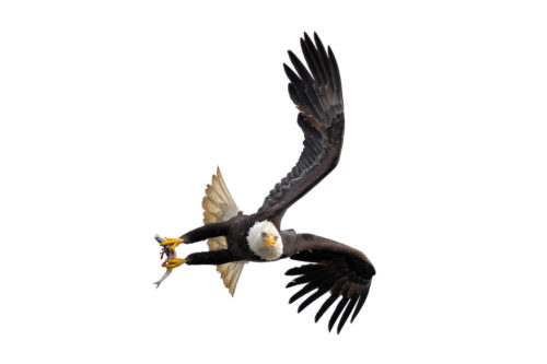 Alaska Bald Eagle Wildlife Photography Workshop