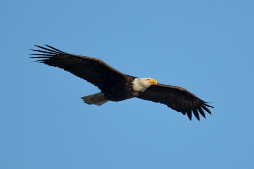 Alaska Bald Eagle Photography Workshop - Photograph the American Bald Eagle in it's beautiful natural settings of Alaska with Colby Brown.