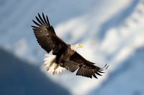 Alaska Bald Eagle Photography Workshop - Photograph the American Bald Eagle in it's beautiful natural settings of Alaska with Colby Brown.