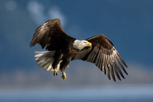 Alaskan Bald Eagle in Flight - Alaska Bald Eagle Photography Workshop - Photograph the American Bald Eagle in it's beautiful natural settings of Alaska with Colby Brown.