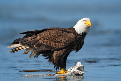 An Eagle eating leftovers in shallow water - Alaska Bald Eagle Photography Workshop - Photograph the American Bald Eagle in it's beautiful natural settings of Alaska with Colby Brown.