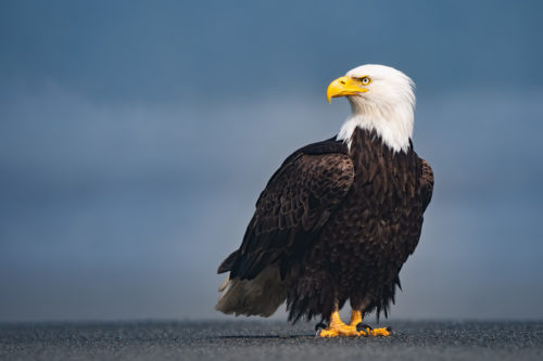American Bald Eagle standing along the shoreline - Alaska Bald Eagle Photography Workshop - Photograph the American Bald Eagle in it's beautiful natural settings of Alaska with Colby Brown.