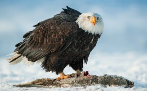 The ruffled feathers look of an American Bald Eagle - Alaska Bald Eagle Photography Workshop - Photograph the American Bald Eagle in it's beautiful natural settings of Alaska with Colby Brown.