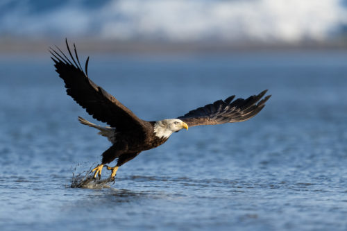 A bald Eagle fishing for it's meal - Alaska Bald Eagle Photography Workshop - Photograph the American Bald Eagle in it's beautiful natural settings of Alaska with Colby Brown.