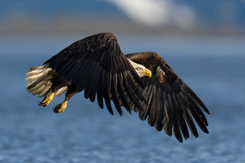 A Bald Eagle taking off, forcefull using it large wings to gain lift - Alaska Bald Eagle Photography Workshop - Photograph the American Bald Eagle in it's beautiful natural settings of Alaska with Colby Brown.