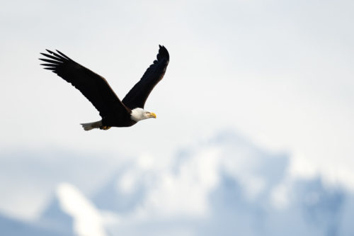 The Alsakan Bald Eagle Soraing across the sky - Alaska Bald Eagle Photography Workshop - Photograph the American Bald Eagle in it's beautiful natural settings of Alaska with Colby Brown.
