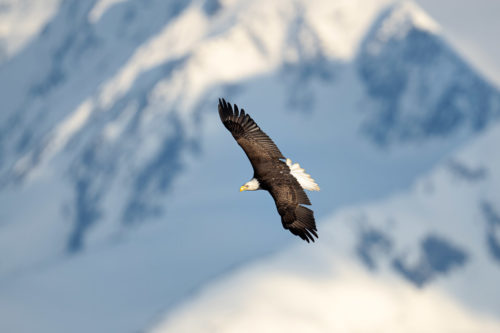 The beauty of a Bald Eagle banking is the air with a mountain is the distance - Alaska Bald Eagle Photography Workshop - Photograph the American Bald Eagle in it's beautiful natural settings of Alaska with Colby Brown.