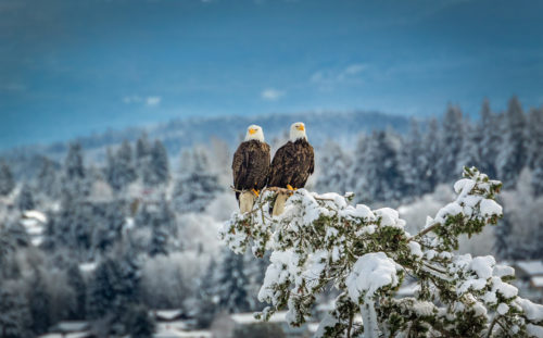 Catching a pair of Bald Eagles perched - Alaska Bald Eagle Photography Workshop - Photograph the American Bald Eagle in it's beautiful natural settings of Alaska with Colby Brown.