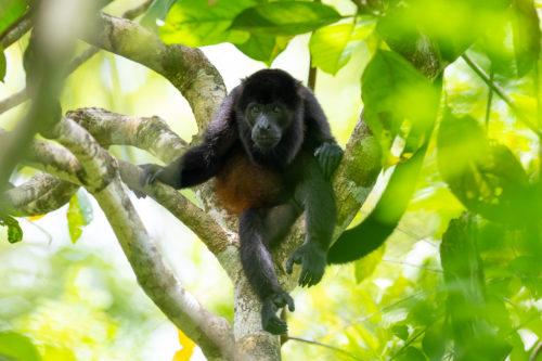 Howler Monkey Costa Rica Wildlife Photography Workshop with Colby Brown