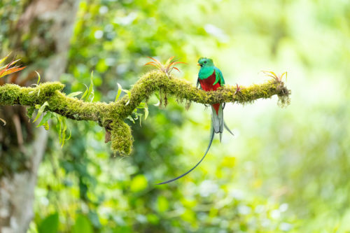 Quetzal, Costa Rica Wildlife Photography Workshop with Colby Brown