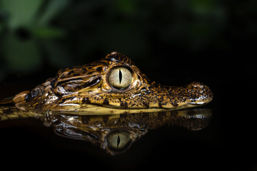 Baby Caiman, Costa Rica Photography Workshop with Colby Brown