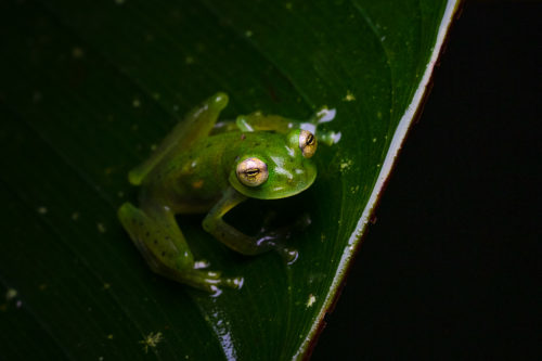 Costa Rica Wildlife Photography Workshop with Colby Brown