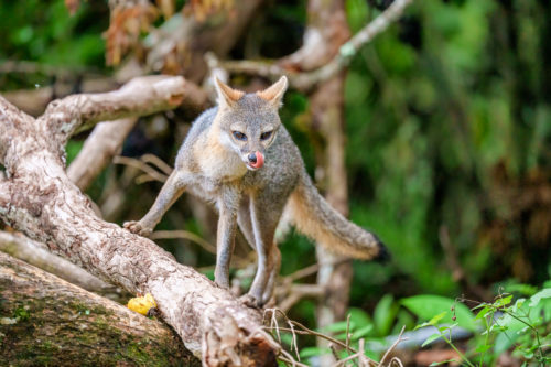 Grey Fox, Costa Rica Wildlife Photography Workshop with Colby Brown