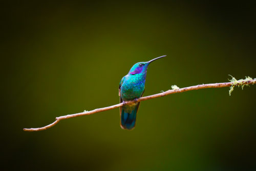 Humming Bird, Costa Rica Wildlife Photography Workshop with Colby Brown