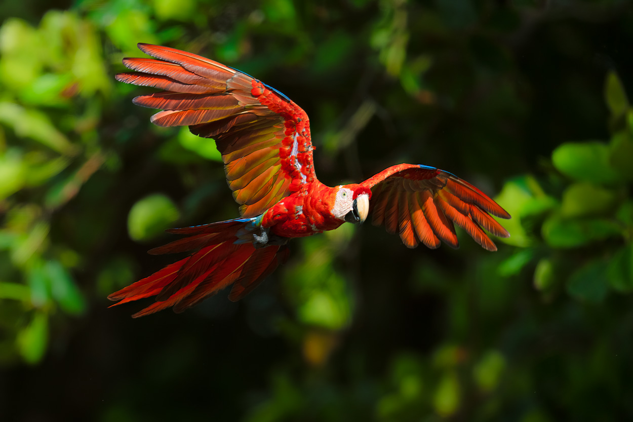 A Scarlet Macaw in flight, Costa Rica Wildlife Photography Workshop with Colby Brown