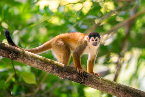 Squirrel Monkey, Costa Rica Wildlife Photography Workshop with Colby Brown