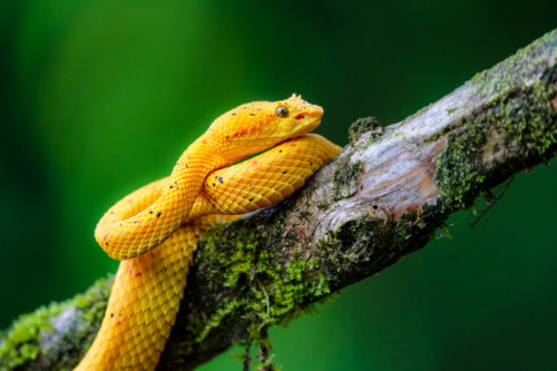 Yellow Eyelash Pit Viper Costa Rica Wildlife Photography Workshop with Colby Brown