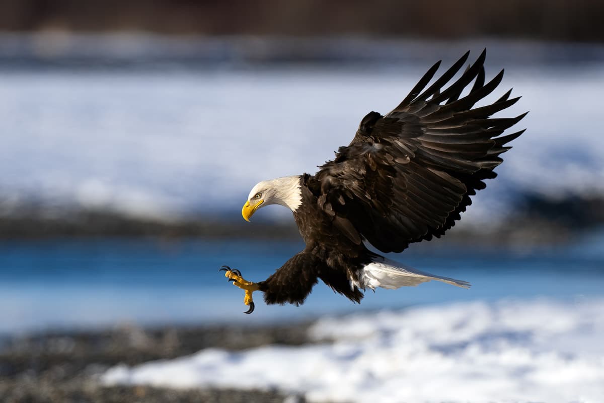 Bald Eagle on Attack Alaska Photography Workshop