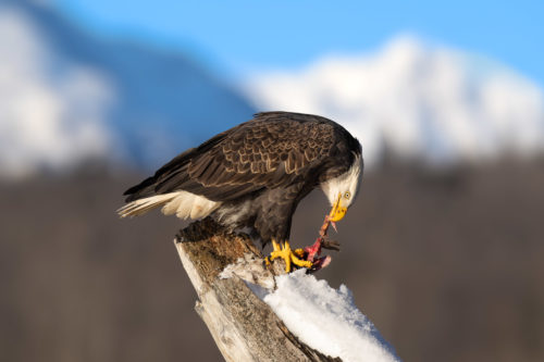 Bald Eagle Eating on Perch Alaska Bald Eagle Photography Workshop