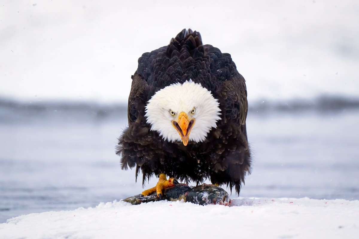 Bald Eagle Protecting Salmon Kill Alaska Photography Workshop