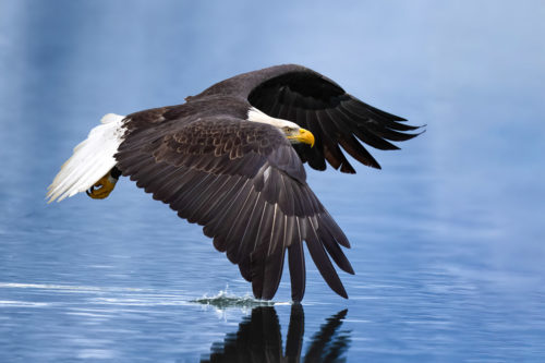 Bald Eagle Skimming the Water Alaska Photography Workshop