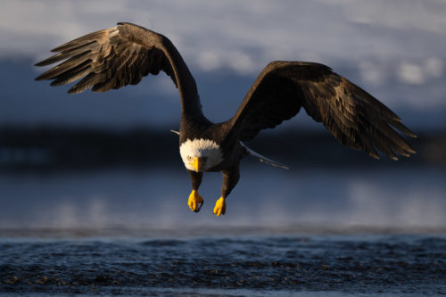 Bald Eagle Flying at Sunrise over Chilkat Bald Eagle Preserve