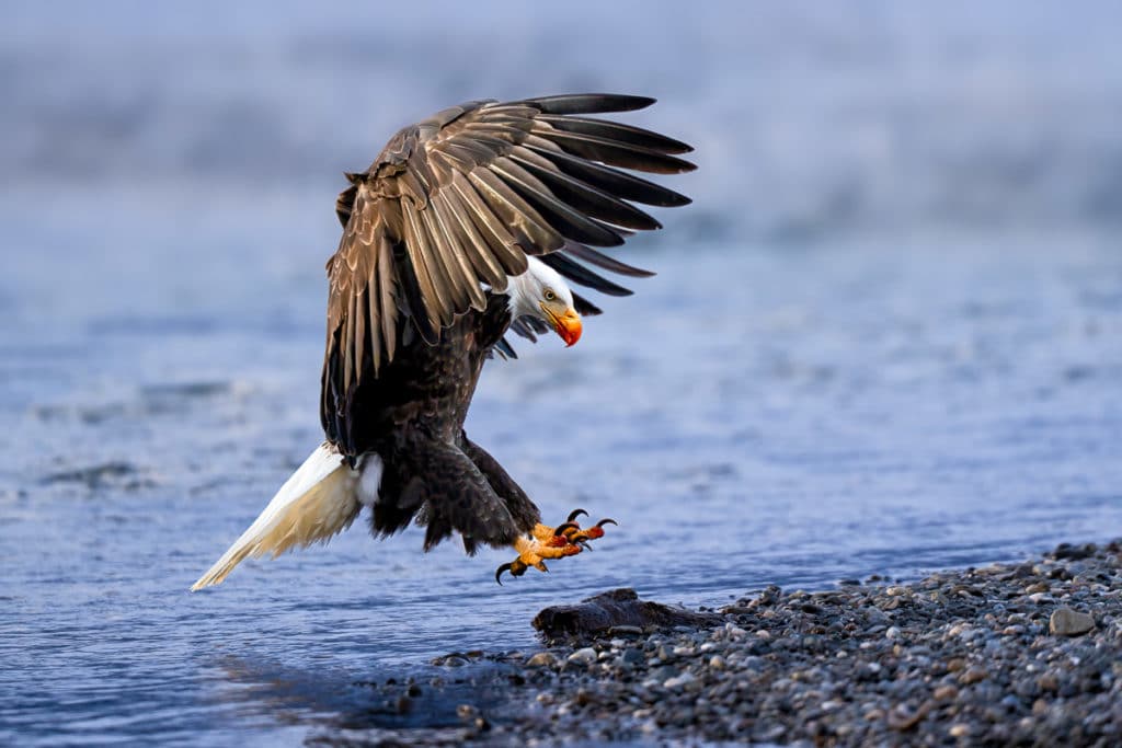 Bald Eagle Landing on Salmon Alaska Photography Workshop